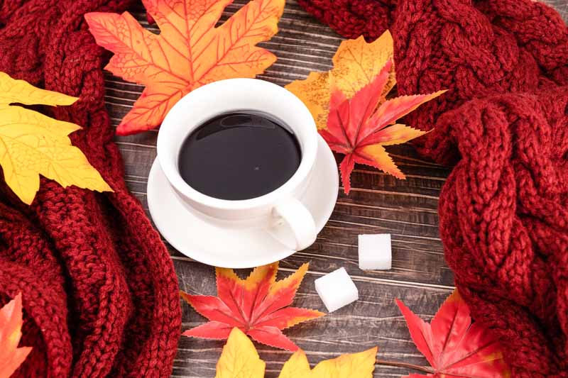 خرید عمده چای خارجی از بانه